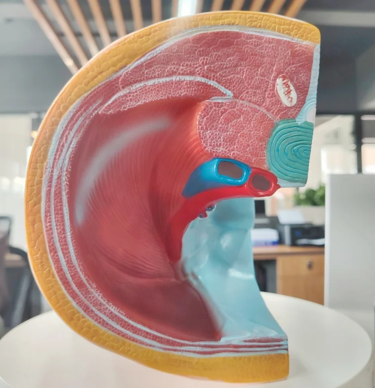 DARHMMY Female Human Sagittal Pelvic Anatomical Model with 2 Parts for Medical Science