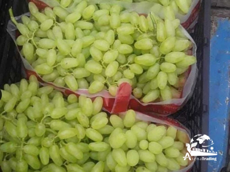 Premium Style High Quality Food Organic Package Weight Origin Quality Size Grade Fresh Sweet Seedless Grapes