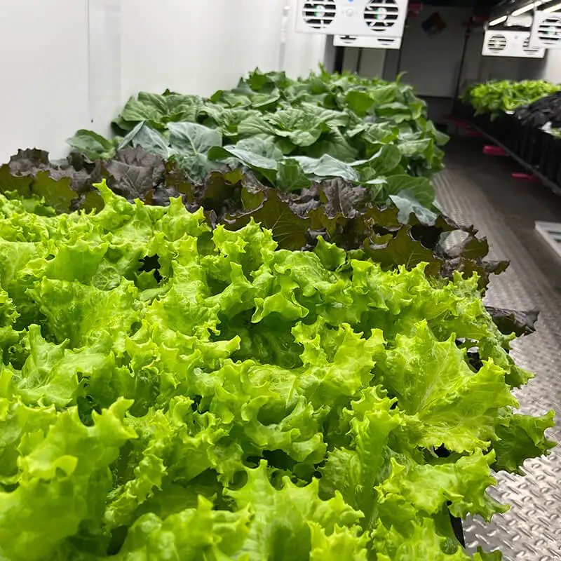 greenhouse climate control microgreen growing container farm
