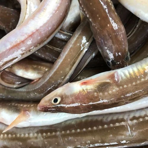 Hot Sale Good Quality Bulk Fresh Common Conger Eel Fish