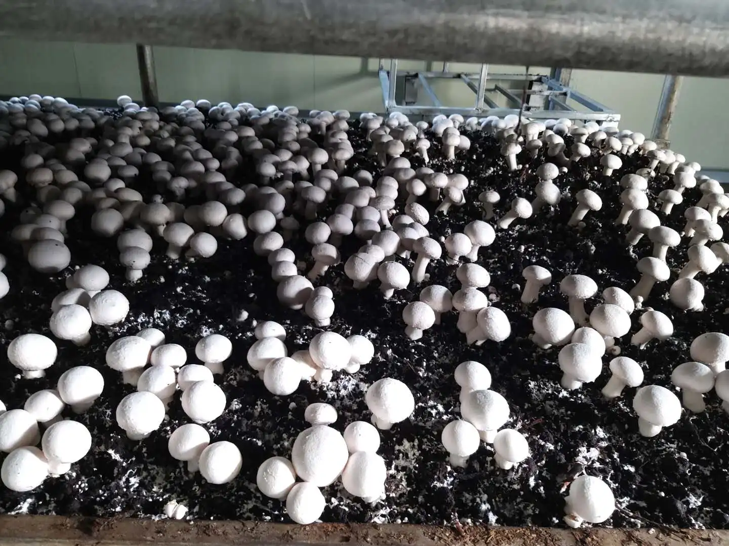 Органические грибы agaricus bisporus Button spawn