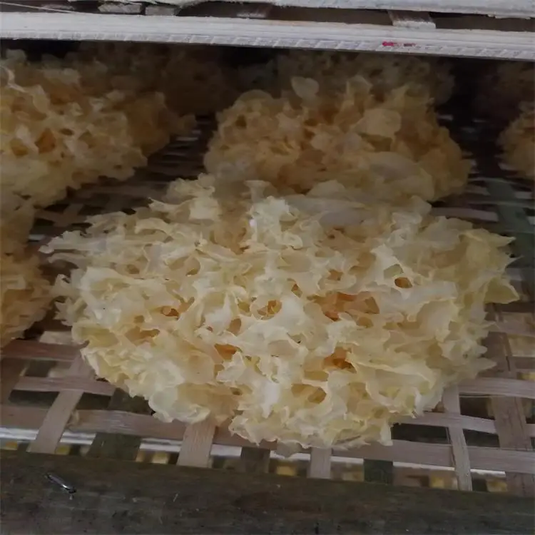 Hot Sale High dryer ginger Drying Machine tremella dehydrator