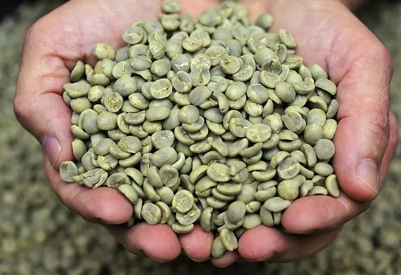 Wholesale Worldwide Shipping 98% Maturity Natural Robusta Green Coffee Beans  From Vietnam With Best Price