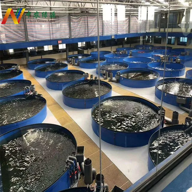 Low cost Fish Farms Tanks Greenhouse system aquaponics