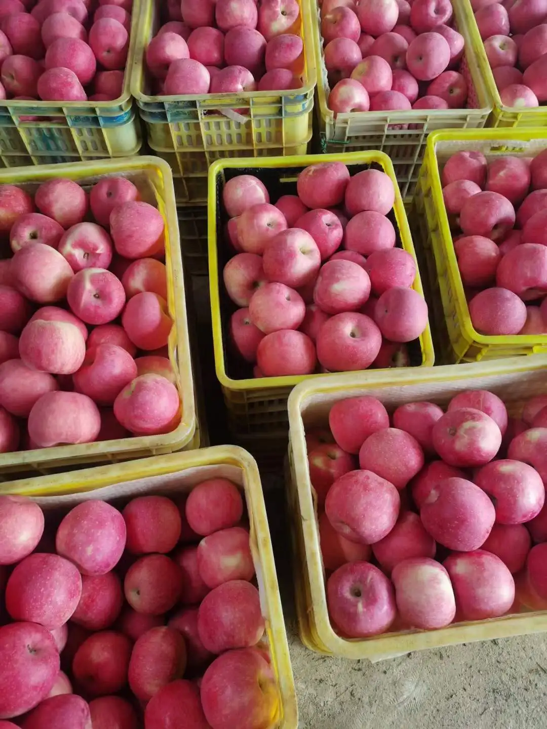 Best price  China export high quality fresh apple