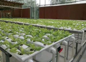 Best Sales low cost indoor vertical NFT Vine Fruit hydroponic growing systems for greenhouse