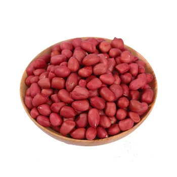 Peanut Exporting to All Countries Salted Peanuts Without Shell from Pakistan Suppliers by Ginko