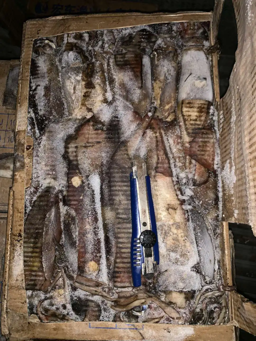 FROZEN STHENOTEUTHIS OUALANIENSIS FROZEN INDIAN OCEAN SQUID WR