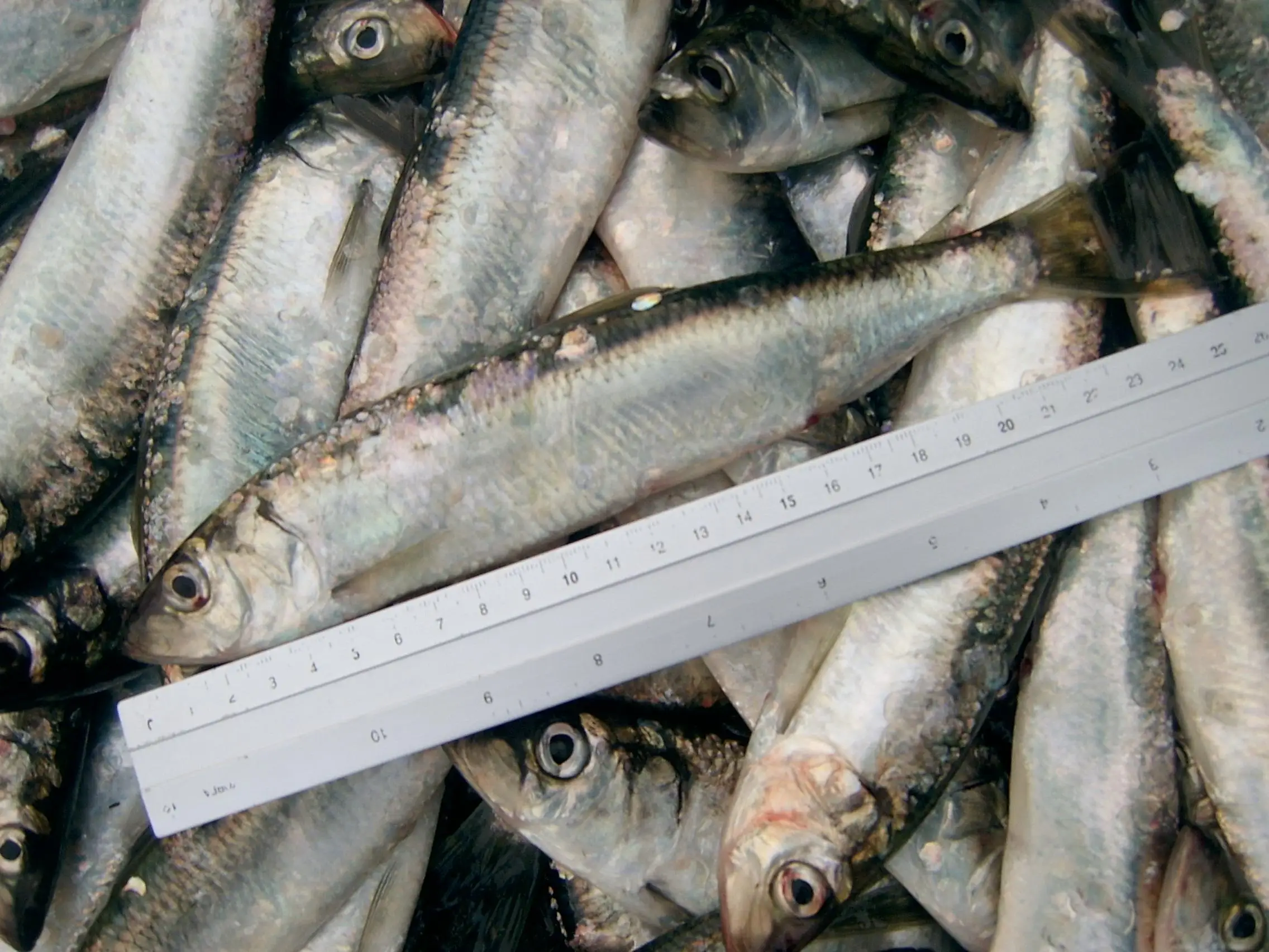 High Quality Hot Sale Bulk Price Custom Fresh Whole Round Frozen Seafood Fish Pacific Canned Herring Fish