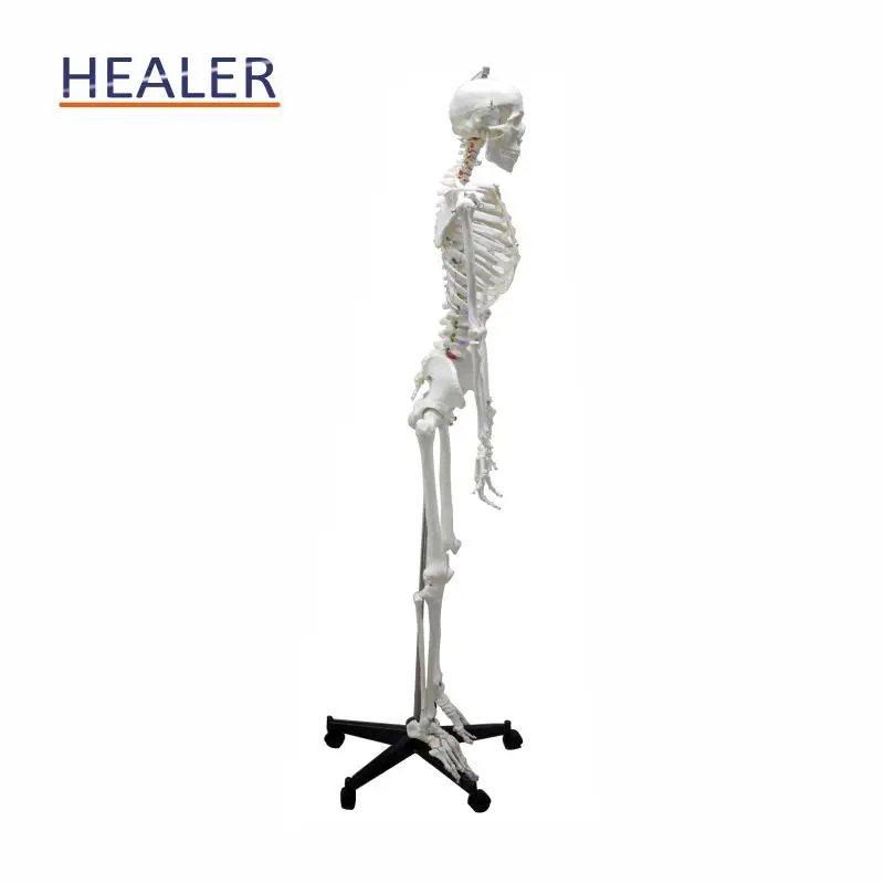170cm/180cm human plastic skeleton anatomical model, advanced detachable bone model