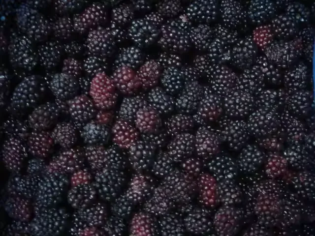 Китай производитель IQF Blackberry замороженные фрукты