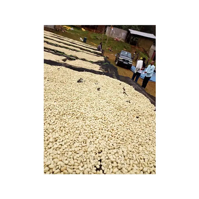 Хорошая цена Эфиопский кофейный сорт sidamo 1 Yirgacheffe Guji Репродукция натуральный процесс кофейные