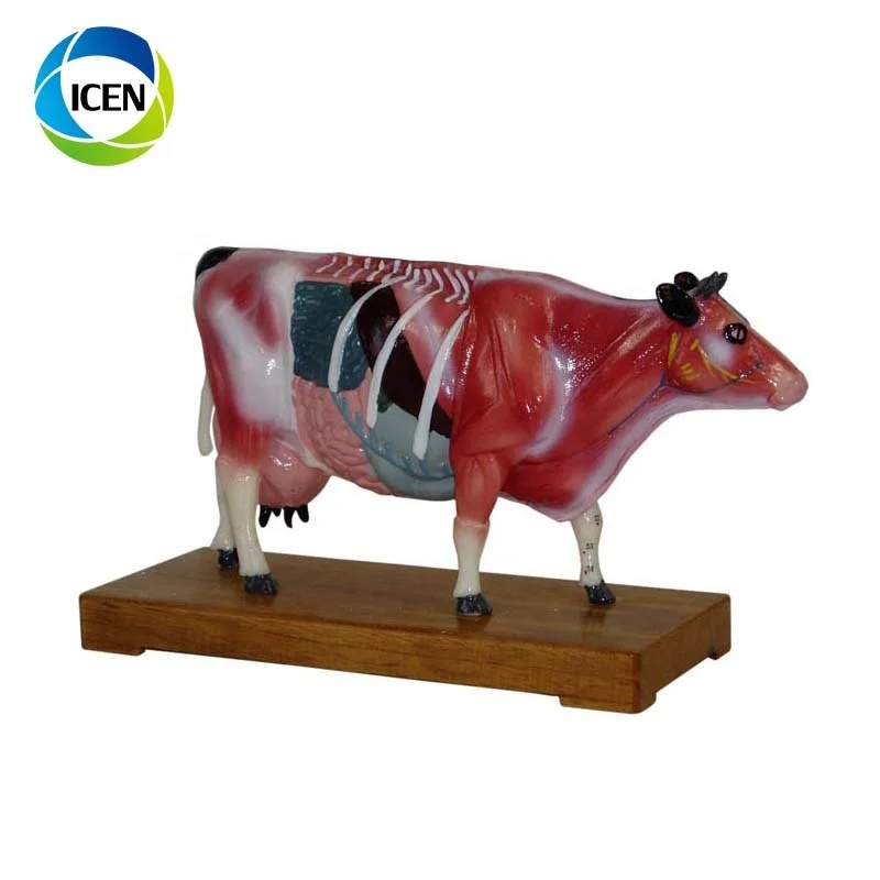 IN-502  Medical Cow Anatomic Acupuncture 3d animal model