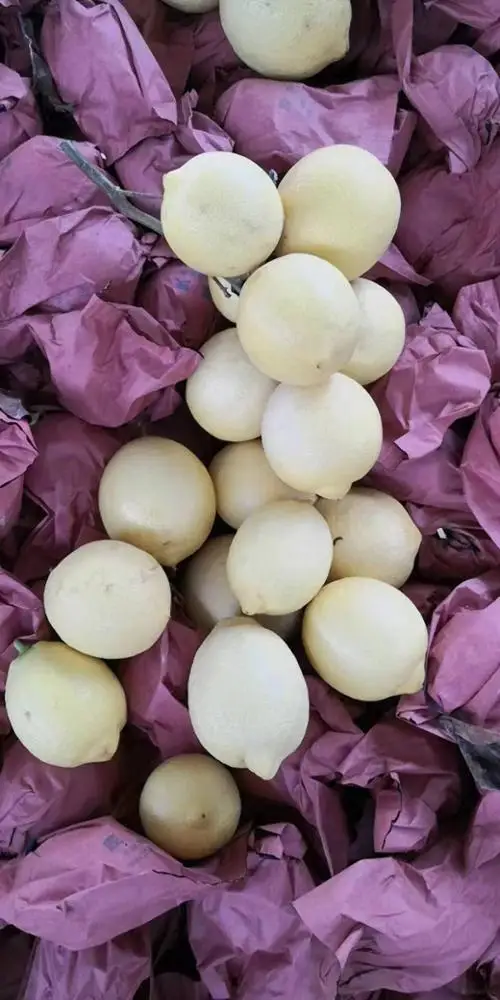 
Fresh China Lemon 
