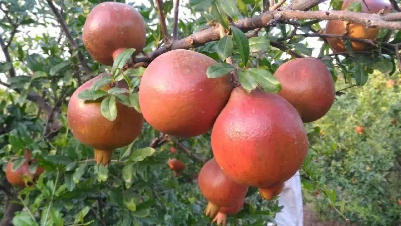 
Fresh Pomegranates 