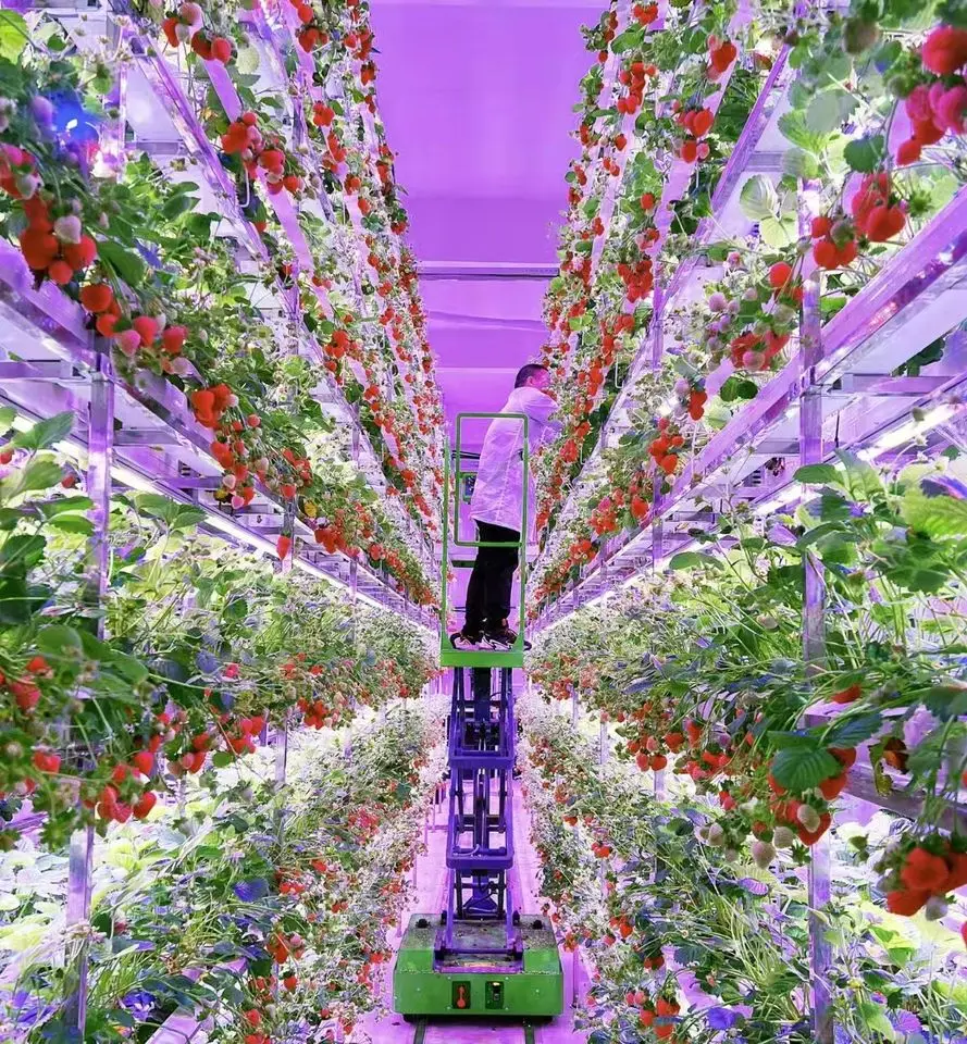 Промышленные используемые клубники NFT растительные горшки теплицы гидропонная система