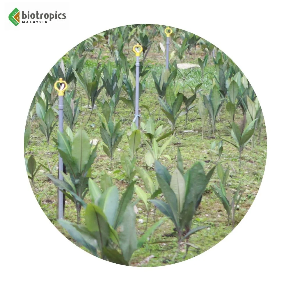 Female Product Kacip Fatimah Extract Food Grade Powder Labisia Pumila Extract for Traditional Herbal Preparation