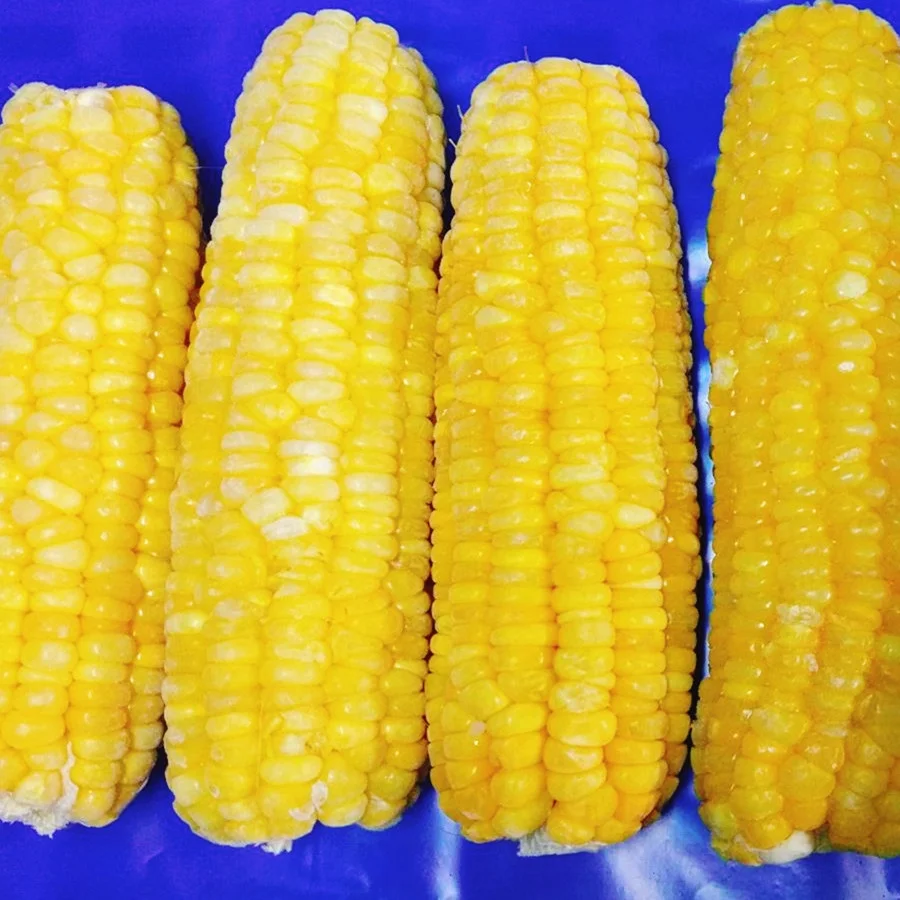 IQF Certified Frozen Vegetables Fresh Sweet Crispy Corn on the Cob in Bulk Whole and Blanched