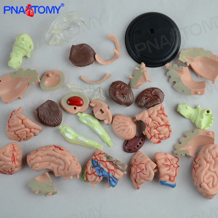 PNT-0613 4d human brain model cerebellum cerebrum anatomical model