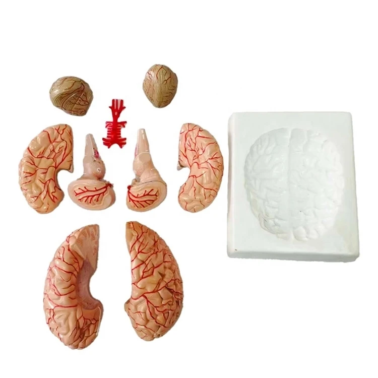 Заводская поставка, анатомическая модель мозга, 9 частей, модель мозга, анатомические тренировочные модели мозга для обучения медицине