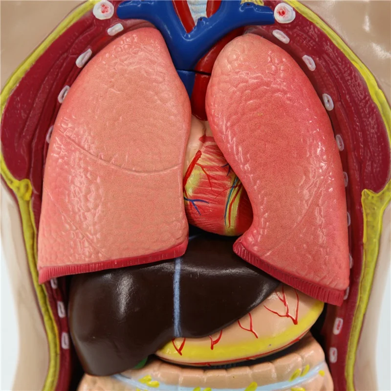 Human Sexless Torso 85cm