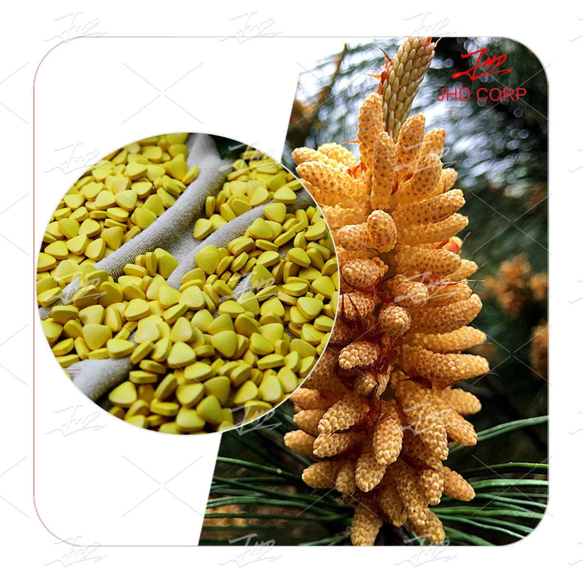 USA/EU Warehouse Wholesale Pure Natural Cell Wall Cracked Wild Pine Pollen Extract Powder