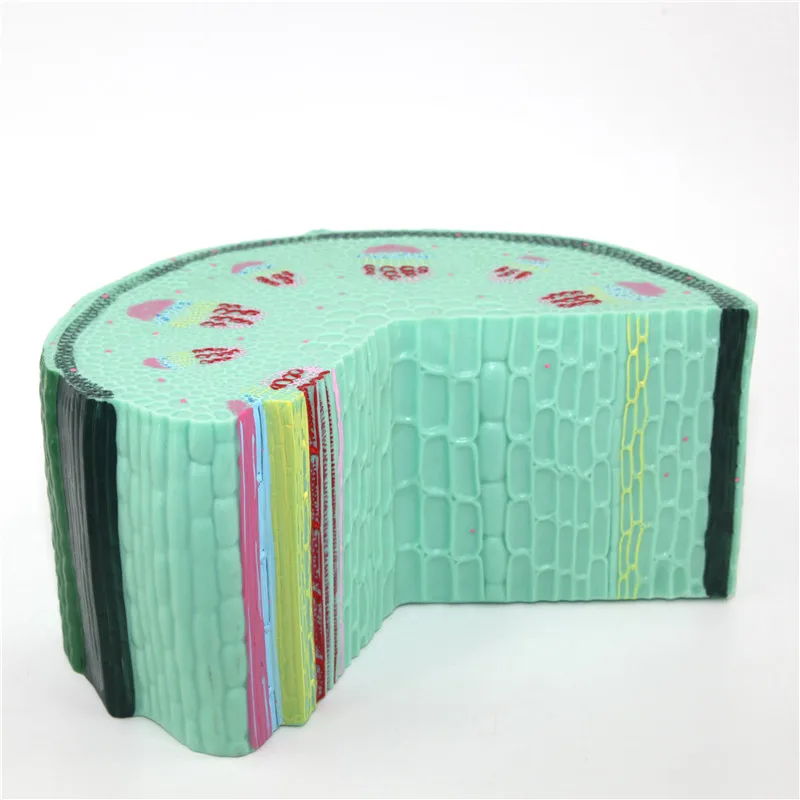 Увеличенный пластмассовый анатомический стебель dicot модель клеток