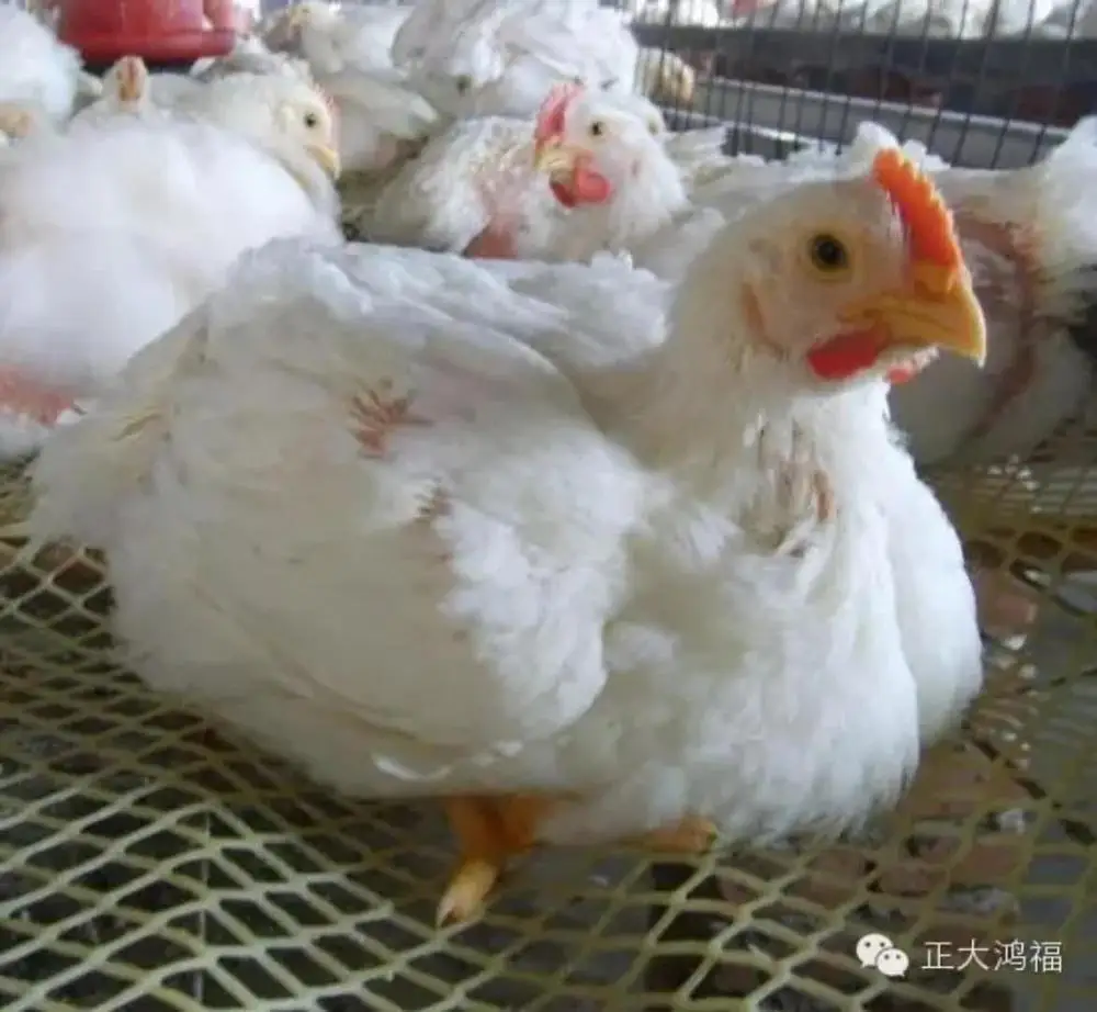 
Anti viral poultry medicine treating and prevent for chicken airsacculitis drug with herbal ingredients 
