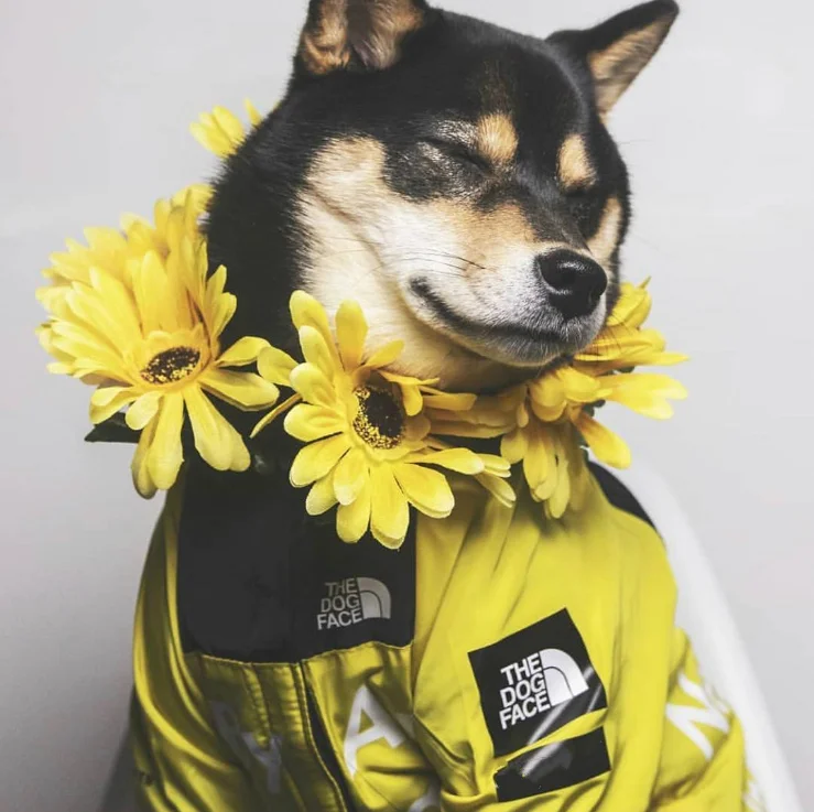 trendy yellow outdoor storm wind winter proof waterproof large pet dog face raincoat windbreaker hoodie coat jacket clothes