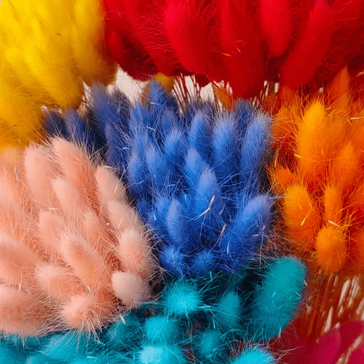 One bundle of 55 branches  Dried bunny tails Home decoration  Dried flower bouquet  Dried Lagurus Ovatus  plants flower