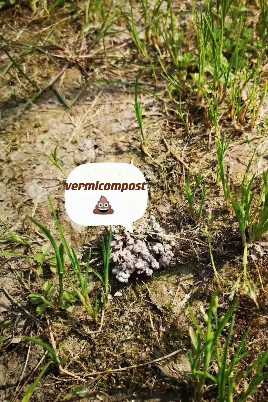 Био-органическое удобрение Vermicompost