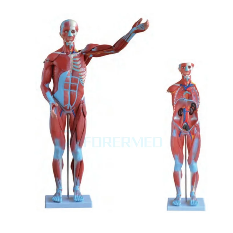 Medical Teaching Mold 80CM Human Muscle Model Male 27 Parts Life Size Human Muscle For Medical Skills train