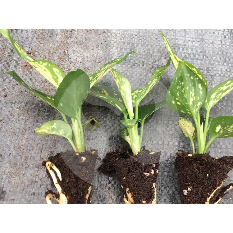 Садовые и комнатные декоративные растения, саженцы растений aglaonema