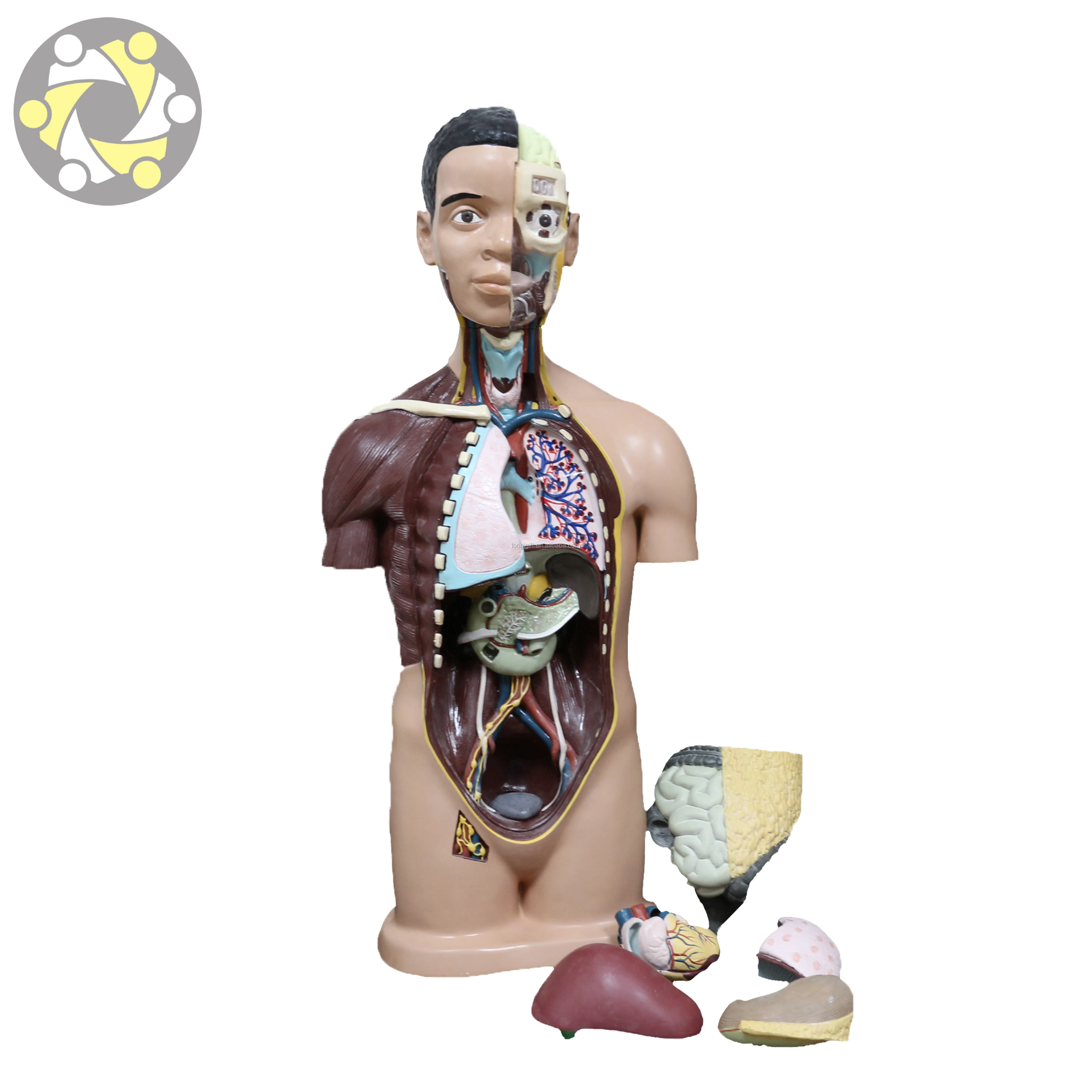 Medical science 85CM anatomical model of human organs Visceral organ model Human Torso Model For Teaching