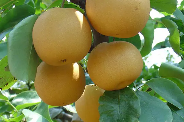 Good Quality New Crop Fresh Fengshui Pear in Big Size