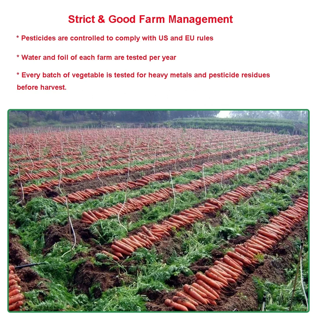 Free Samples Natural Freeze Dried Food 3mm Diced Freeze Dry Carrot for Soup