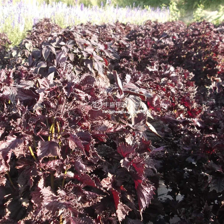 
2021 Perilla Fresh Perilla Seeds for Planting 