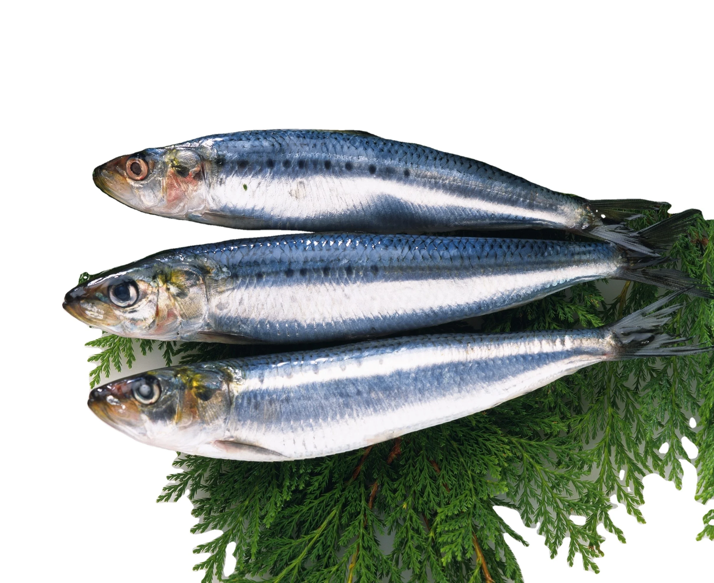 Frozen Pacific Mackerel Wr