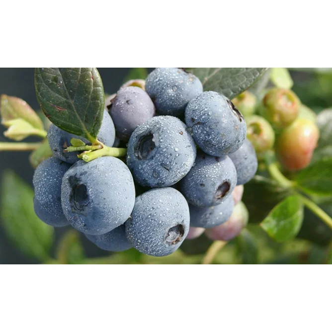 Fruit Agriculture Technology Blueberry cultivation Blueberry Farm growing blueberry in greenhouse