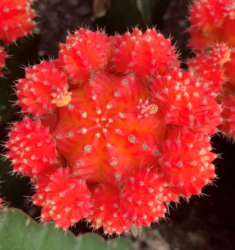 
Guaranteed quality beautiful real plant gymnocalycium mihanovichii cactus for indoor or outdoor 