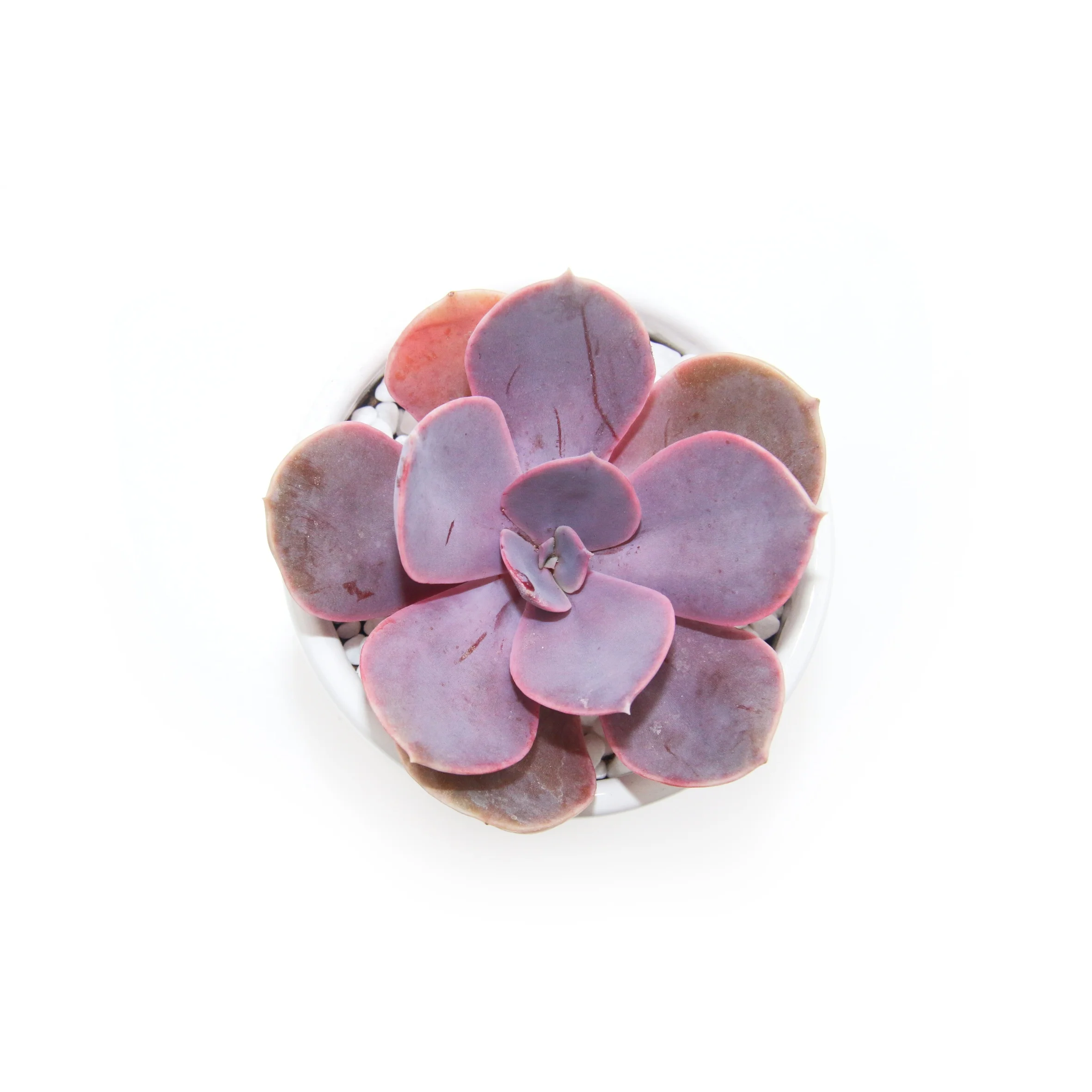 
Милые недорогие настоящие суккулентные растения, новая эферия жемчужная фон нурнберг для украшения дома 