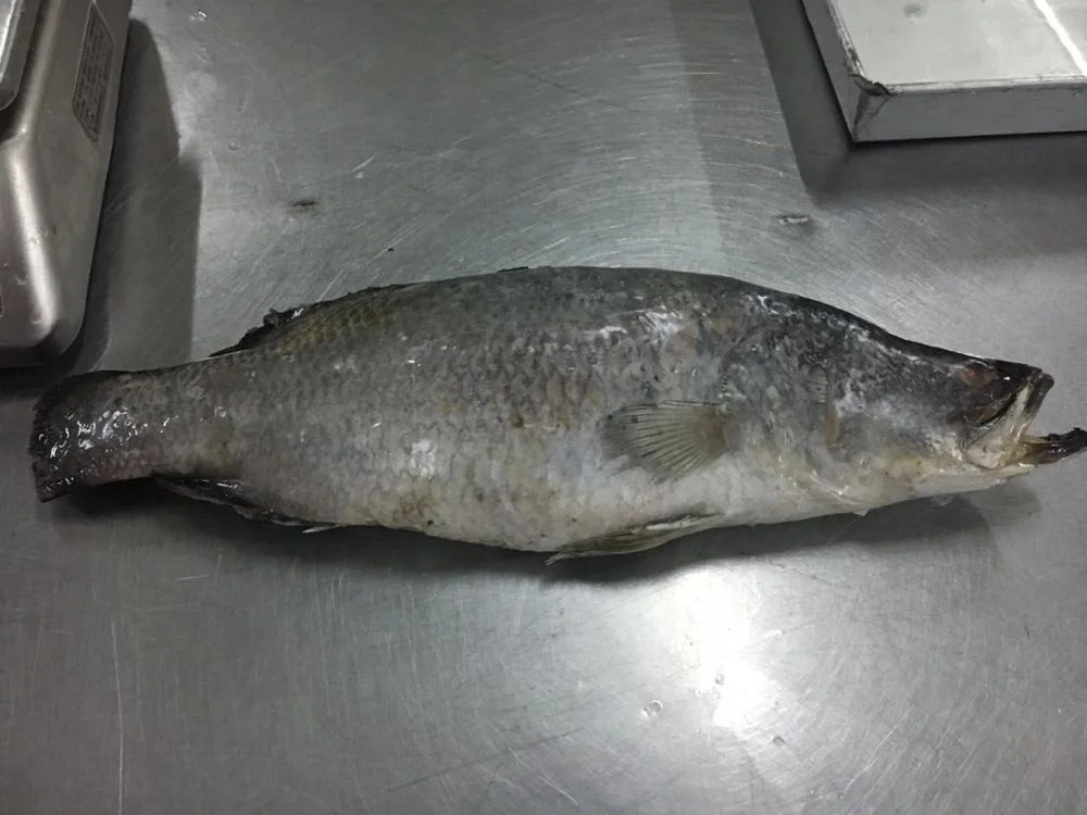 Indonesia Frozen Barramundi Fillet WR