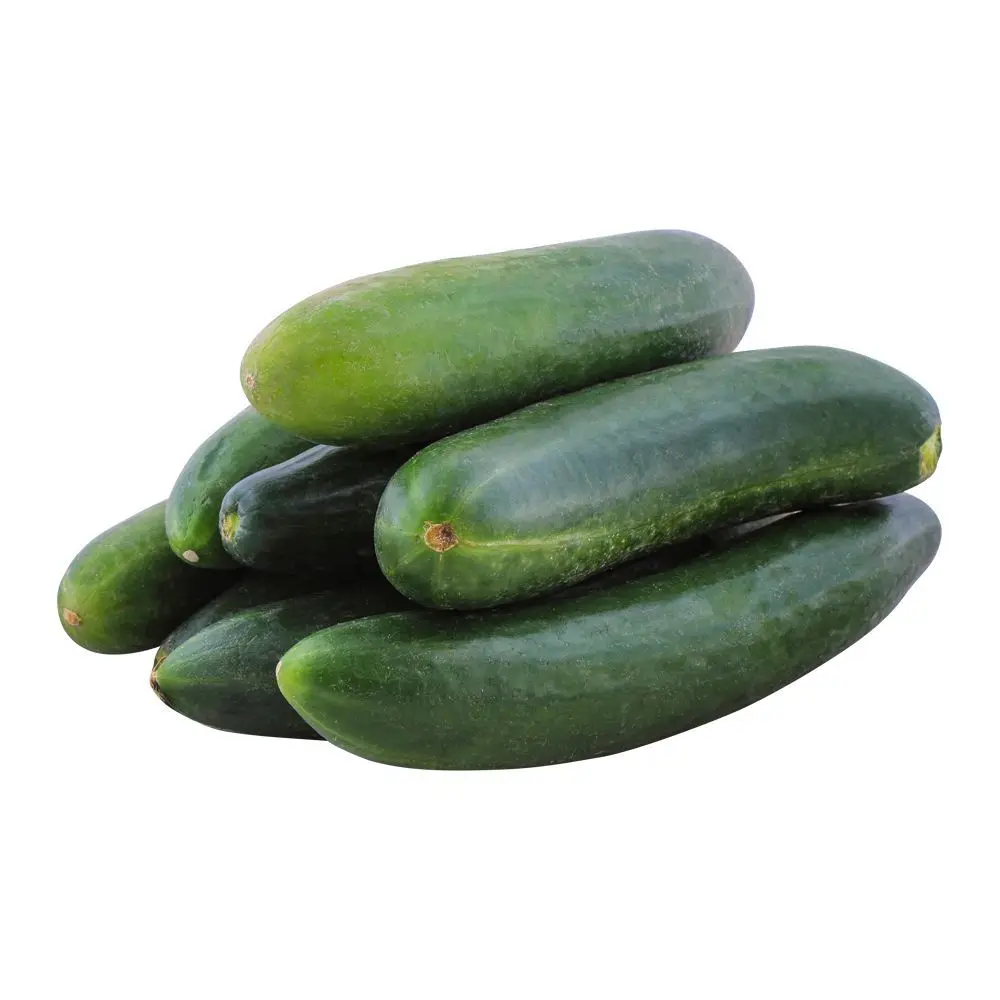 Crisp Delicious Bulk Long Cucumbers High Natural Green Vegetables Hot Price Exporters Quality Fresh Cucumber For Sale