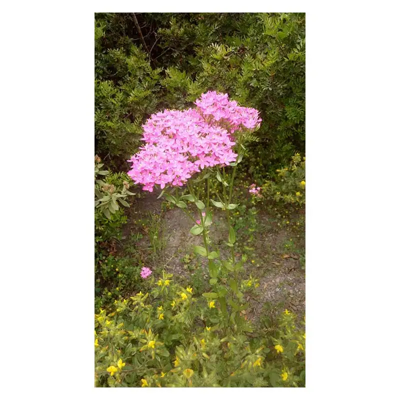 100% Nature Organic Cornflower Extract /Centaury Extract Plant Centaury Extract  from Casablanca