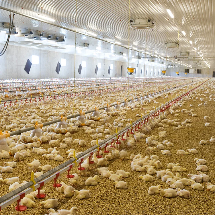 2022 new desgin free range steel structure chicken house Shed Poultry Farm