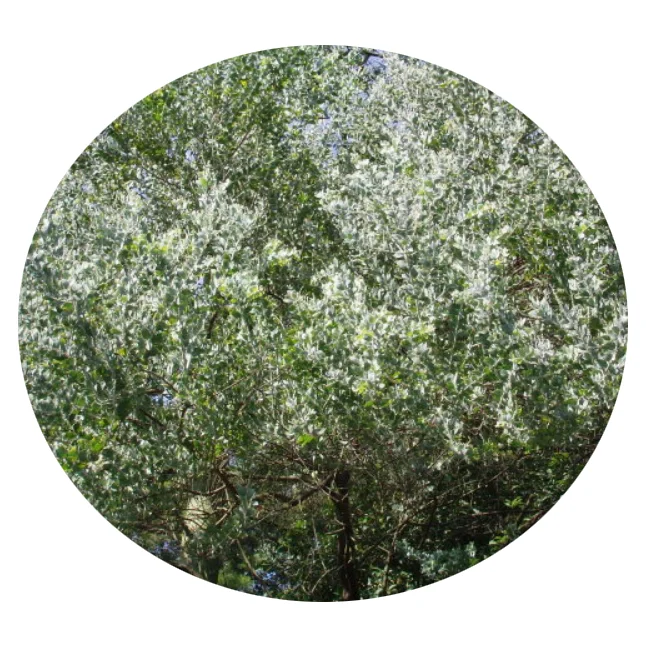 2021 свежее высококачественное лиственное дерево Albizia kalkora семена дерева/Холодостойкие китайские семена