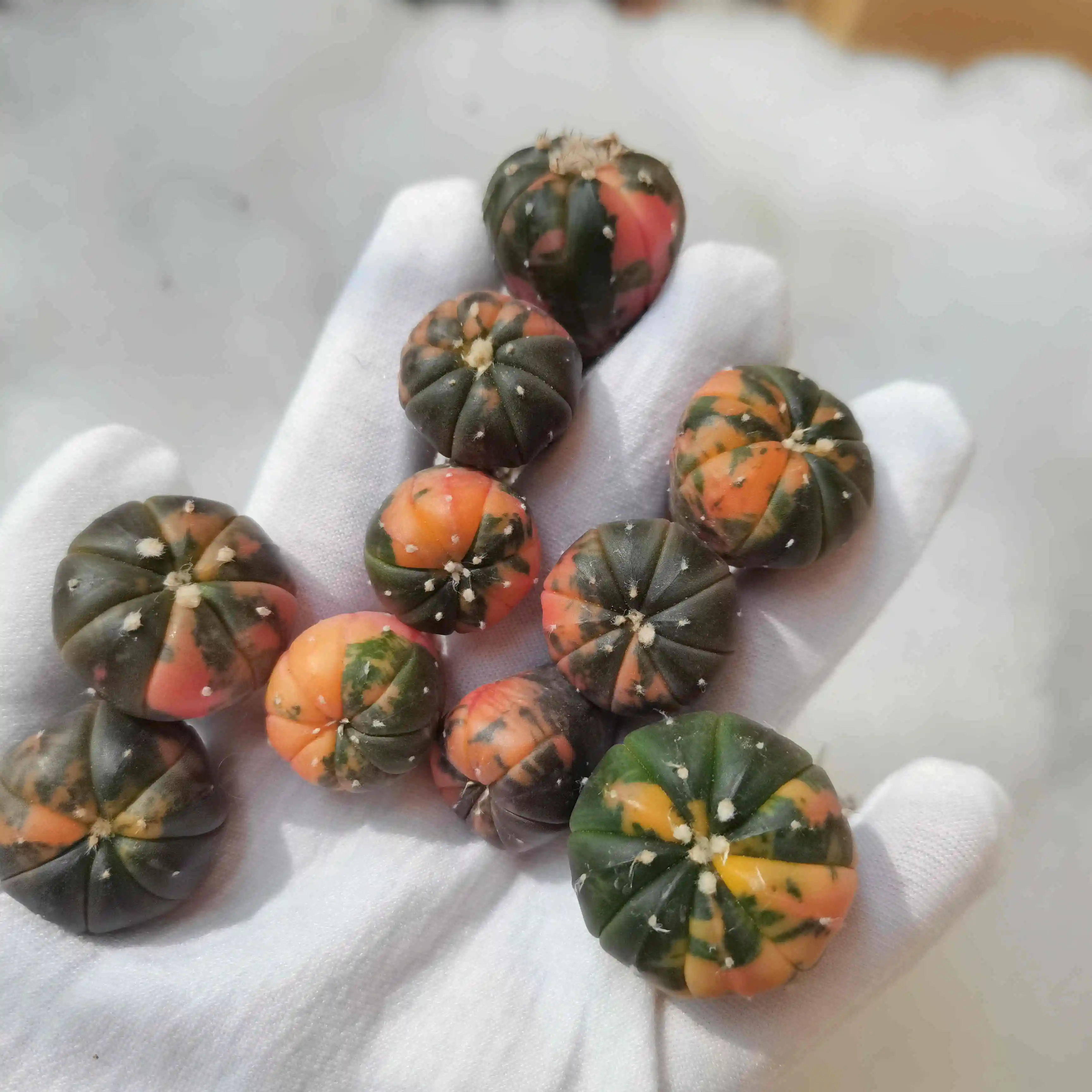 Хороший цвет Астрофитум кактус мини реальные кактусы живой кактус суккуленты растения для продажи