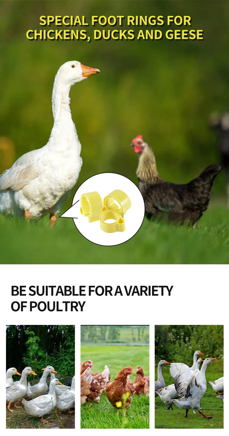 F-006 Animal Bird Parrot Finger Ring Customized Pigeons Leg Ring Supplies Bird Pigeon Foot Rings