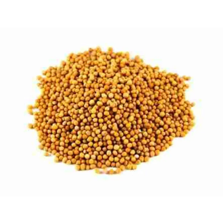 Wholesale Price Herbs and Spice Mustard for Cooking Available at Wholesale Price  from Indian Exporter