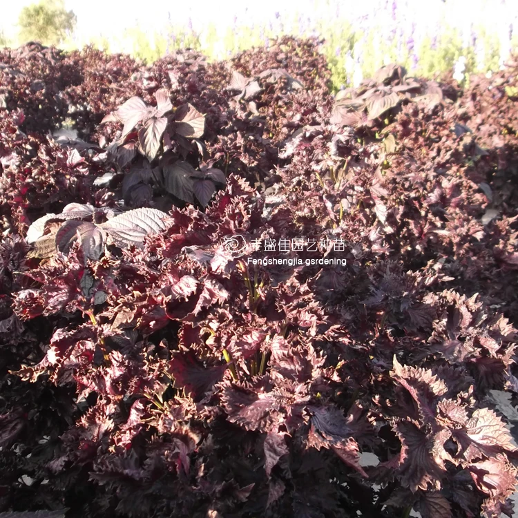 
2021 Perilla Fresh Perilla Seeds for Planting 